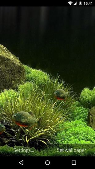 Kostenloses Android-Live Wallpaper Fisch Aquarium 3D. Vollversion der Android-apk-App Fish aquarium 3D für Tablets und Telefone.