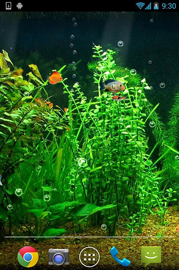 Download livewallpaper Fishbowl for Android. Get full version of Android apk livewallpaper Fishbowl for tablet and phone.