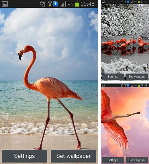 Kostenloses Android-Live Wallpaper Flamingo. Vollversion der Android-apk-App Flamingo für Tablets und Telefone.