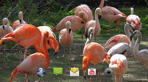 Fondos de pantalla animados a Flamingo by 4K4U para Android. Descarga gratuita fondos de pantalla animados Flamencos.