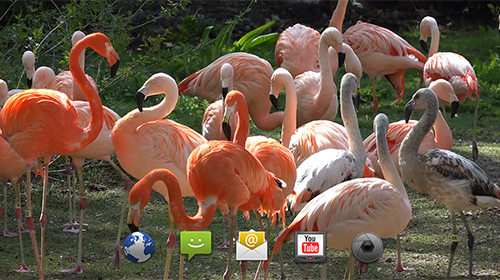 Скриншот Flamingo by 4K4U. Скачать живые обои на Андроид планшеты и телефоны.