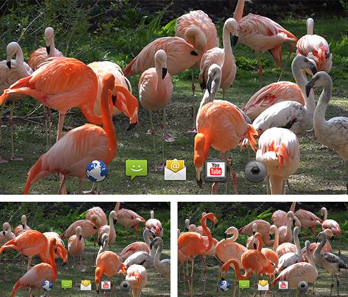 Kostenloses Android-Live Wallpaper Flamingo. Vollversion der Android-apk-App Flamingo by 4K4U für Tablets und Telefone.