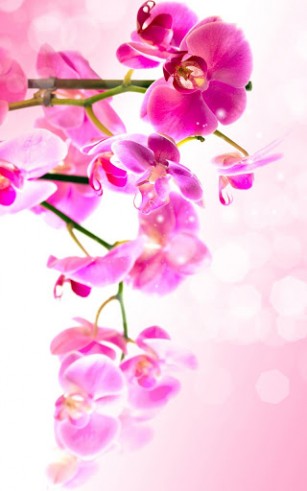 Flowers - бесплатно скачать живые обои на Андроид телефон или планшет.