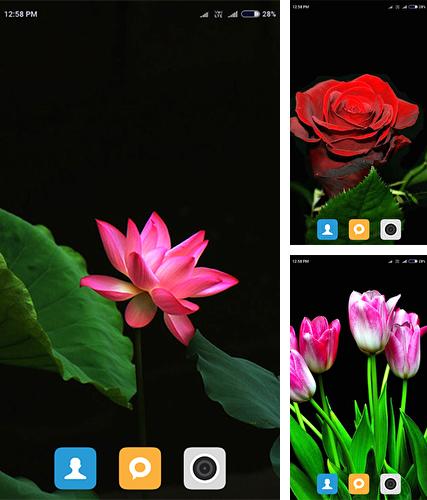 Flowers HD by Android Wallpaper Store - бесплатно скачать живые обои на Андроид телефон или планшет.