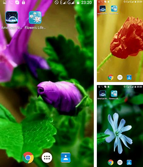 Zusätzlich zum Live Wallpaper Kleiner Tiger für Android Mobiltelefone und Tablets, können Sie auch Flowers life, Blumenleben kostenlos herunterladen.