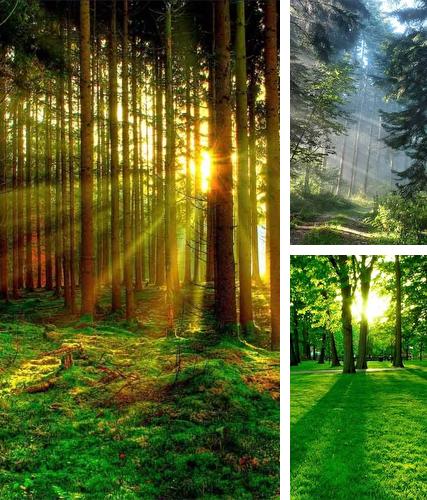 Download live wallpaper Forest 3D for Android. Get full version of Android apk livewallpaper Forest 3D for tablet and phone.