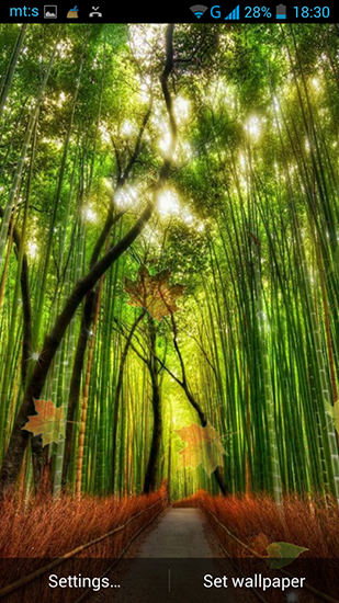 Download Forest by Pro live wallpapers - livewallpaper for Android. Forest by Pro live wallpapers apk - free download.