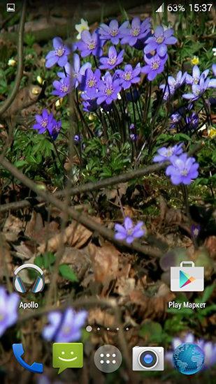 Kostenloses Android-Live Wallpaper Waldblumen. Vollversion der Android-apk-App Forest flowers für Tablets und Telefone.