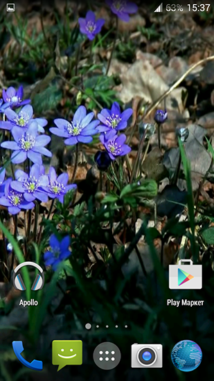 Forest flowers für Android spielen. Live Wallpaper Waldblumen kostenloser Download.