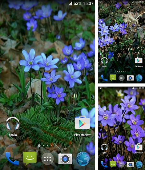 Alem do papel de parede animado Galo com sono para telefones e tablets Android, voce tambem pode baixar Flores da floresta, Forest flowers gratuitamente.