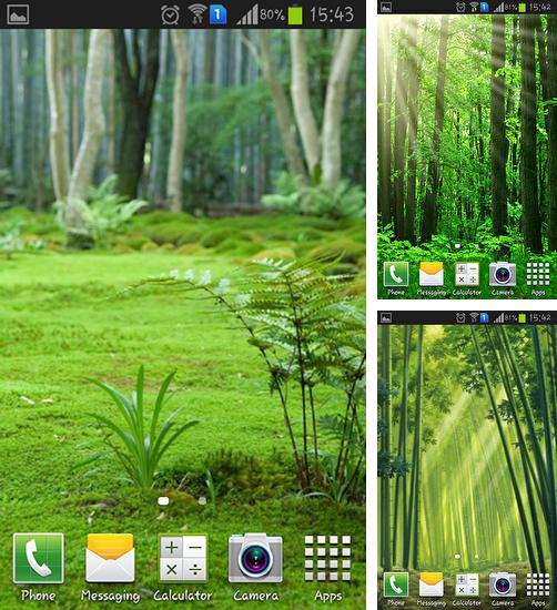 除了用于安卓手机和平板电脑的动态壁纸，您还可以免费下载Forest landscape，。