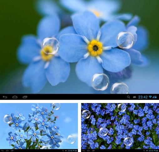 In addition to live wallpaper Light bokeh for Android phones and tablets, you can also download Forget-me-not for free.