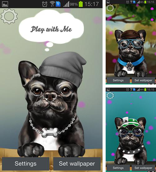 Descarga gratuita fondos de pantalla animados Bulldog francés  para Android. Consigue la versión completa de la aplicación apk de French bulldog para tabletas y teléfonos Android.