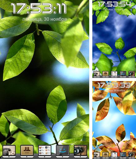Kostenloses Android-Live Wallpaper Frische Blätter. Vollversion der Android-apk-App Fresh leaves für Tablets und Telefone.