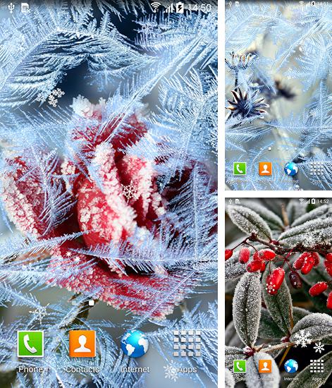 Alem do papel de parede animado Padrões para telefones e tablets Android, voce tambem pode baixar Flores congeladas, Frozen flowers gratuitamente.