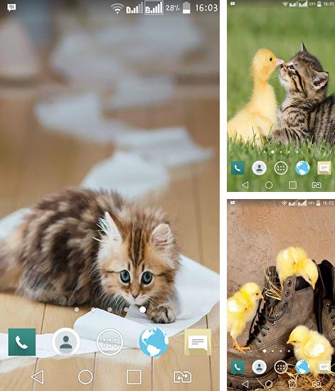Android 搭載タブレット、携帯電話向けのライブ壁紙 ビーチリアル のほかにも、かわいい動物、Funny animal も無料でダウンロードしていただくことができます。
