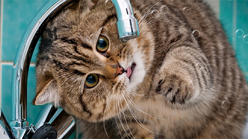 Funny cat by KKPICTURE - безкоштовно скачати живі шпалери на Андроїд телефон або планшет.