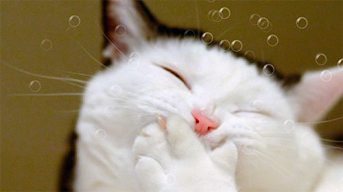 Funny cat by KKPICTURE - скачать бесплатно живые обои для Андроид на рабочий стол.