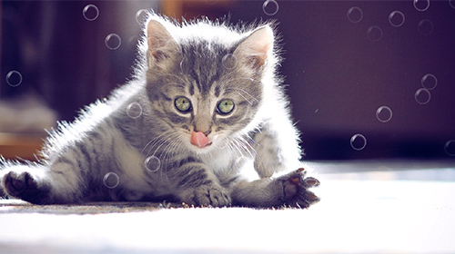 Screenshots do Gato engraçado para tablet e celular Android.