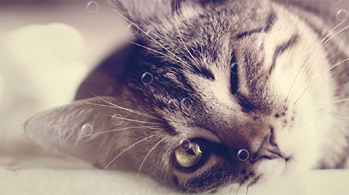 Capturas de pantalla de Funny cat by KKPICTURE para tabletas y teléfonos Android.