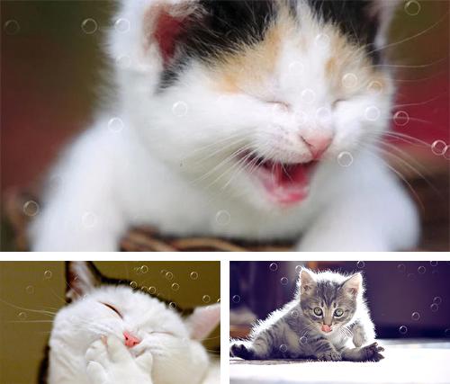 Kostenloses Android-Live Wallpaper Lustige Katze. Vollversion der Android-apk-App Funny cat by KKPICTURE für Tablets und Telefone.