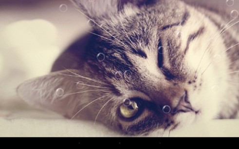 Télécharger le fond d'écran animé gratuit Chats amusants . Obtenir la version complète app apk Android Funny cats pour tablette et téléphone.