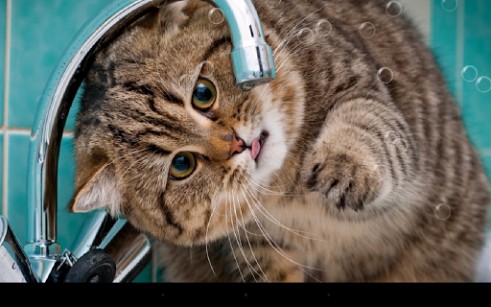 Funny cats für Android spielen. Live Wallpaper Lustige Katzen kostenloser Download.