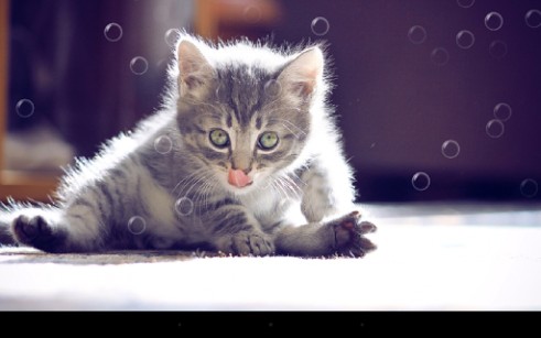 Écrans de Funny cats pour tablette et téléphone Android.