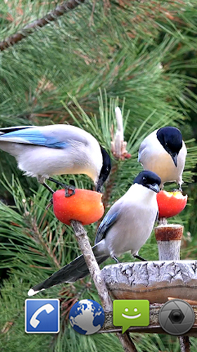 Garden birds - бесплатно скачать живые обои на Андроид телефон или планшет.