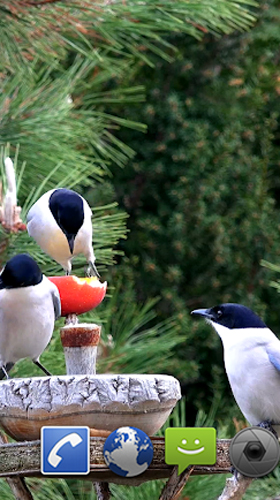 Fondos de pantalla animados a Garden birds para Android. Descarga gratuita fondos de pantalla animados Aves de jardín.