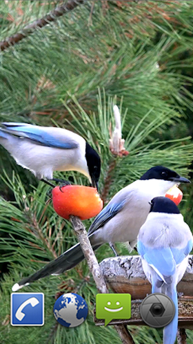 Screenshots do Pássaros de jardim para tablet e celular Android.