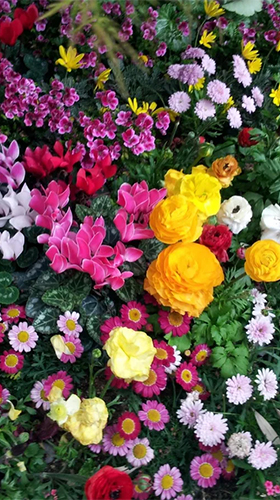 Garden flowers - безкоштовно скачати живі шпалери на Андроїд телефон або планшет.