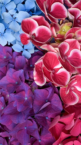 Screenshots do Flores de jardim para tablet e celular Android.