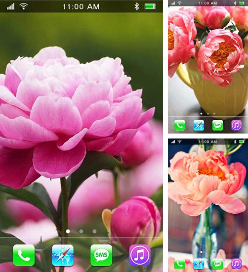 Garden peonies - бесплатно скачать живые обои на Андроид телефон или планшет.