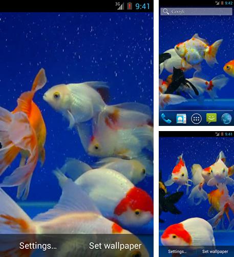 Kostenloses Android-Live Wallpaper Goldfisch. Vollversion der Android-apk-App Gold fish für Tablets und Telefone.