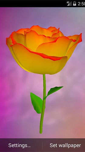 Golden rose - скачать бесплатно живые обои для Андроид на рабочий стол.