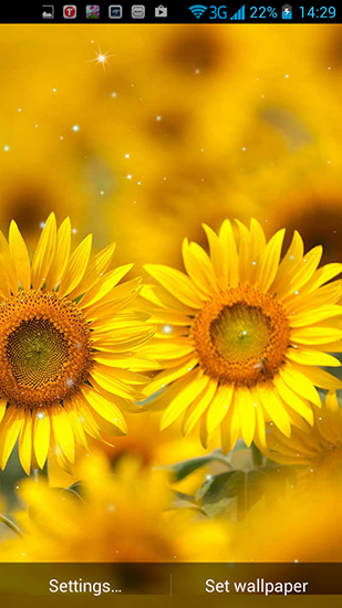 Golden sunflower - бесплатно скачать живые обои на Андроид телефон или планшет.