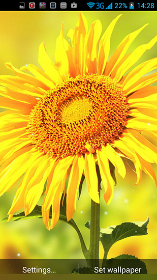 Écrans de Golden sunflower pour tablette et téléphone Android.