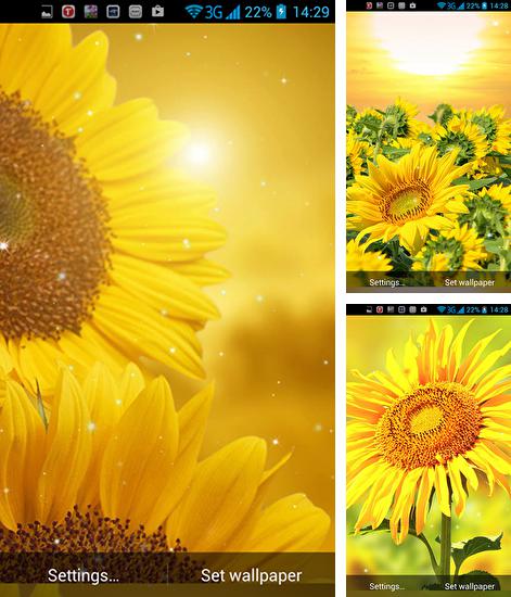 Kostenloses Android-Live Wallpaper Goldene Sonnenblume. Vollversion der Android-apk-App Golden sunflower für Tablets und Telefone.