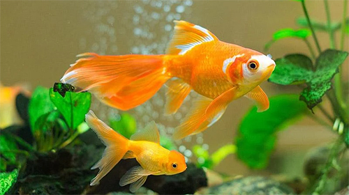 Goldfish - бесплатно скачать живые обои на Андроид телефон или планшет.