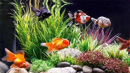 Goldfish - скачать бесплатно живые обои для Андроид на рабочий стол.