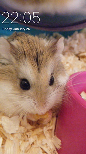 Screenshots of the Hamster for Android tablet, phone.