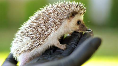 Hedgehogs - безкоштовно скачати живі шпалери на Андроїд телефон або планшет.