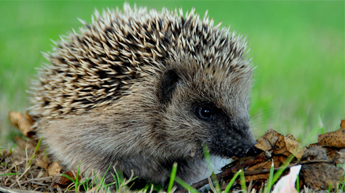 Hedgehogs - скачати безкоштовно живі шпалери для Андроїд на робочий стіл.