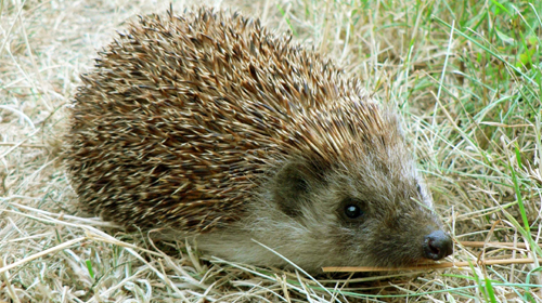 Screenshots of the Hedgehogs for Android tablet, phone.