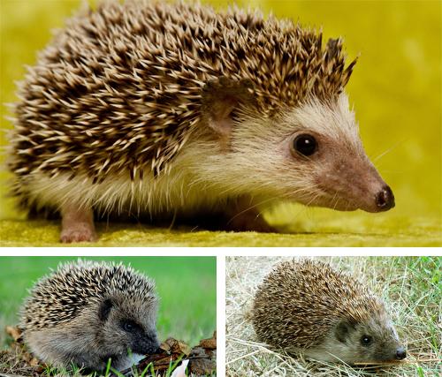 Hedgehogs - бесплатно скачать живые обои на Андроид телефон или планшет.