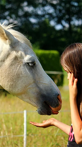 Horse - безкоштовно скачати живі шпалери на Андроїд телефон або планшет.