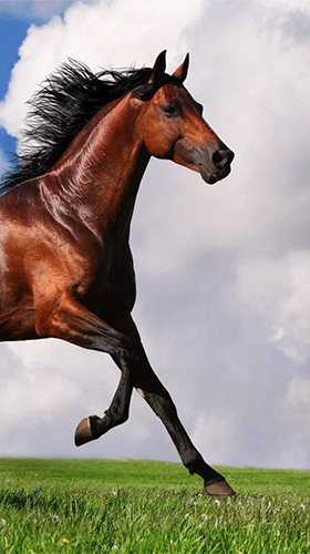 Horse by Happy live wallpapers für Android spielen. Live Wallpaper Pferd kostenloser Download.