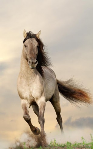 Horses - бесплатно скачать живые обои на Андроид телефон или планшет.
