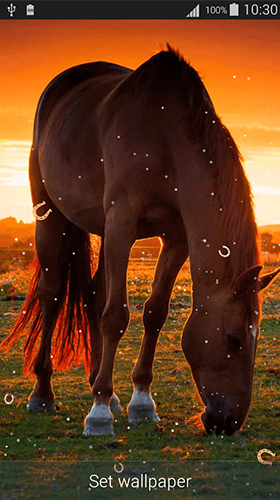 Horses by Dream World HD Live Wallpapers
